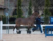 Zingaro Tosc Tour2013- S5 1604 : Arezzo, Cavalli d'Italia, Toscana Tour 2013, Zingaro, foto di Stefano Secchi ©
